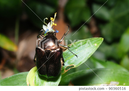 停在 Commelina Communis 的琉球 Tsuyahanamuri 停在 Commelina Communis 的琉球 Tsuyahanamuri 90360516
