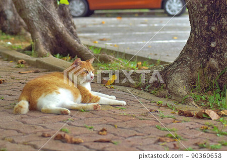 A chilling tea tabby stray cat A chilling tea tabby stray cat 90360658