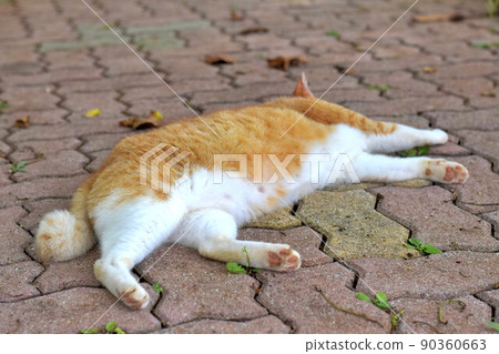 一隻令人毛骨悚然的茶斑流浪貓 90360663