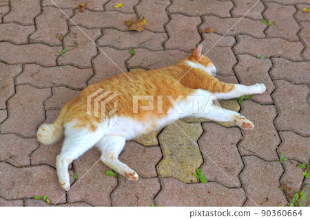 一隻令人毛骨悚然的茶斑流浪貓 90360664