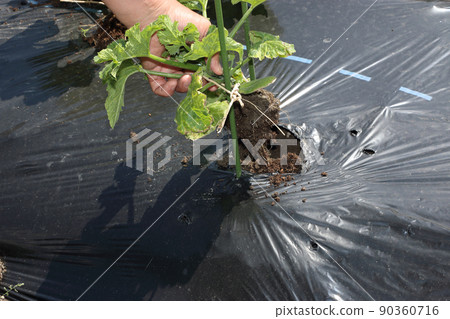 Removal of zucchini poor growth strains 90360716