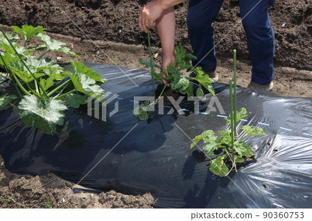 Removal of zucchini poor growth strains Removal of zucchini poor growth strains 90360753