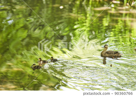 Parents and children of spot-billed ducks living in a pond in the park 90360766