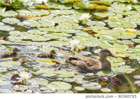 Parents and children of spot-billed ducks living in a pond in the park Parents and children of spot-billed ducks living in a pond in the park 90360785