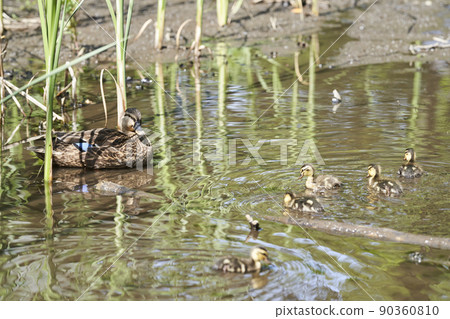 生活在公園池塘里的斑嘴鴨的父母和孩子 90360810
