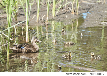 生活在公園池塘里的斑嘴鴨的父母和孩子 90360817
