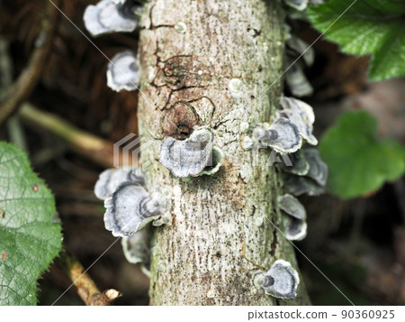 Landscape with C. versicolor 90360925