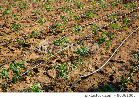 Automatic drip irrigation system for tomato seedlings in a field 90361003