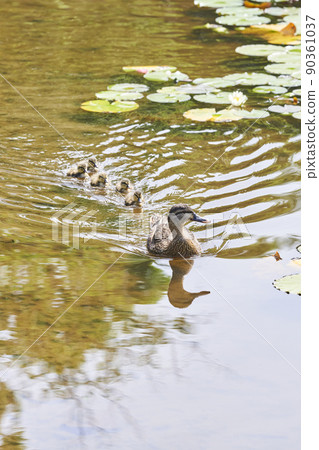 Parents and children of spot-billed ducks swimming in a pond in the park 90361037