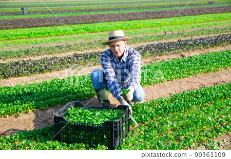 Farmer harvesting green field salad on farm plantation 90361109
