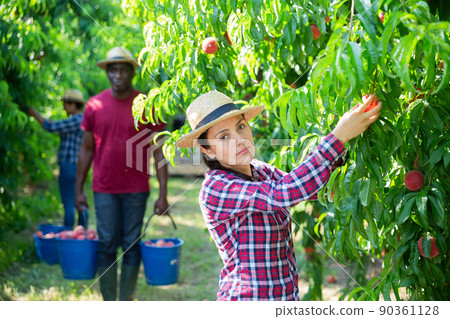 Portraite of positive woman harvests ripe peaches in orchard Portraite of positive woman harvests ripe peaches in orchard 90361128
