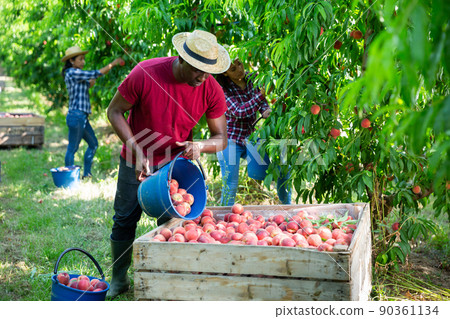 Farmer picks ripe peaches in large container for transportation to warehouse 90361134