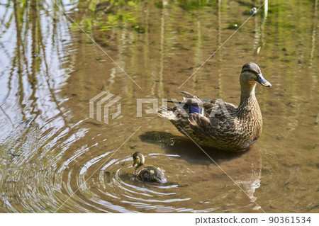 橫濱都筑區瀨色拉吉公園斑嘴鴨的父母和孩子 橫濱都筑區瀨色拉吉公園斑嘴鴨的父母和孩子 90361534
