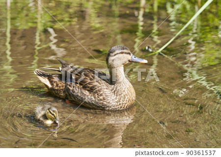 Parents and children of spot-billed ducks in Seseragi Park, Tsuzuki-ku, Yokohama 90361537