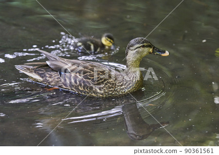 橫濱都筑區瀨色拉吉公園斑嘴鴨的父母和孩子 橫濱都筑區瀨色拉吉公園斑嘴鴨的父母和孩子 90361561
