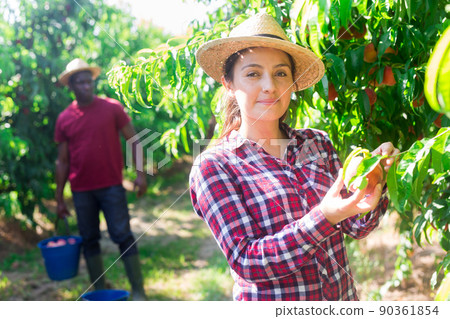 Woman harvesting ripe peaches in his orchard on sunny day 90361854