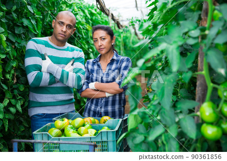 Group of farm workers picking green tomatoes 90361856