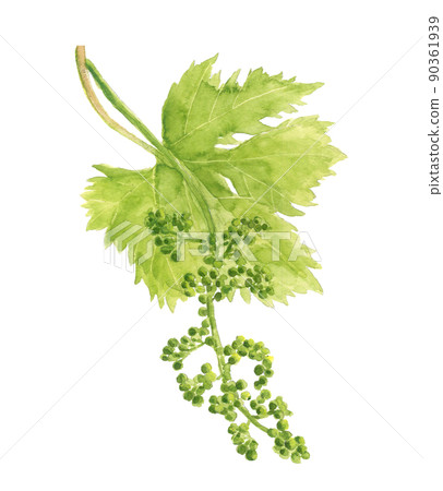 葡萄花蕾帶葉【手繪水彩】白底透明背景 葡萄花蕾帶葉【手繪水彩】白底透明背景 90361939