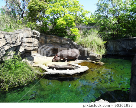 Zoo's hippopotamus Zoo's hippopotamus 90361953