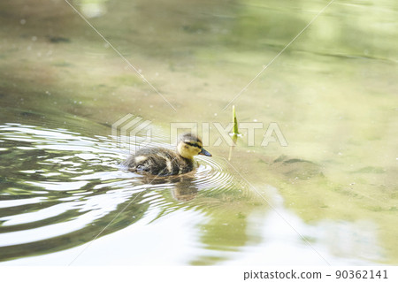 Spot-billed duck chick swimming in the murmuring park Spot-billed duck chick swimming in the murmuring park 90362141