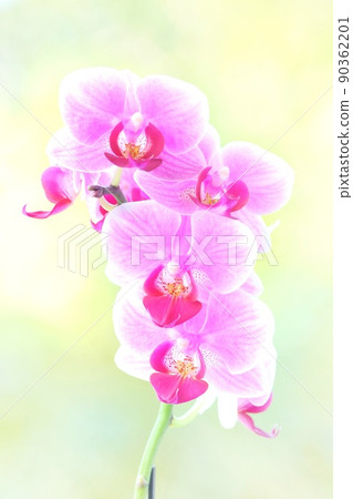 迷你蝴蝶蘭粉色花鮮綠色自然背景 90362201