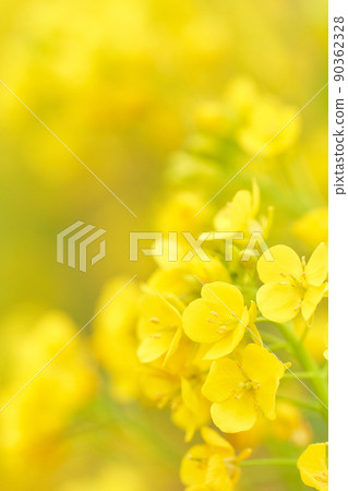 油菜花瓣特寫 油菜花瓣特寫 90362328