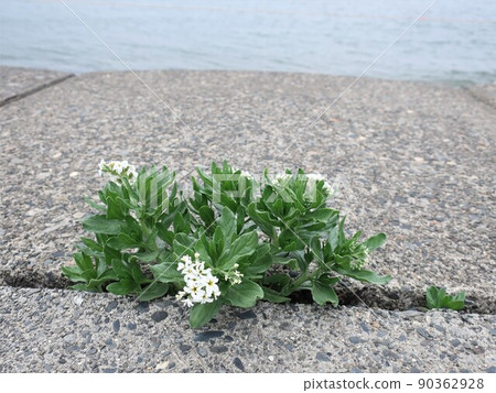 Heliotropium japonicum blooming on the coast Heliotropium japonicum blooming on the coast 90362928