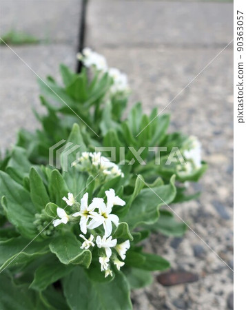 Heliotropium japonicum blooming on the coast Heliotropium japonicum blooming on the coast 90363057