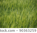 麥田的特寫 90363259