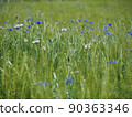 麥田和鮮花 90363346