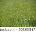 麥田和鮮花 90363347