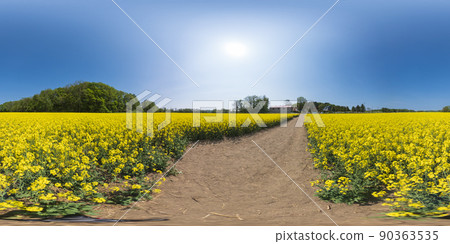 北海道安平鎮油菜花田（360°VR素材） 90363535