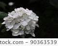 繡球 90363539