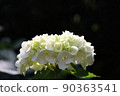 繡球 90363541