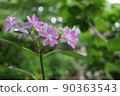 繡球 90363543