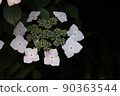 繡球 90363544