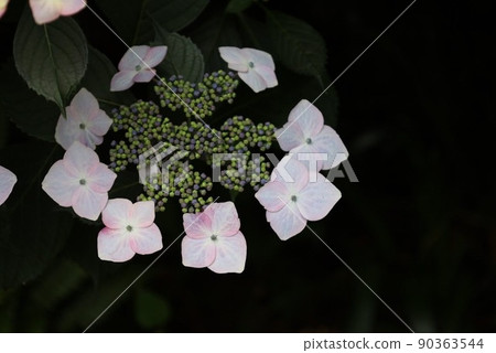繡球 90363544