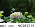 繡球 90363546