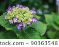 繡球 90363548