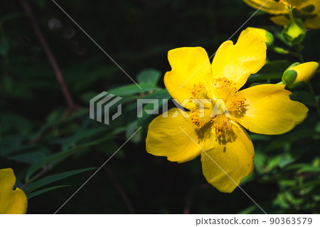 金絲桃花的特寫 90363579