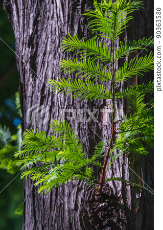水杉樹乾和葉子特寫 90363580