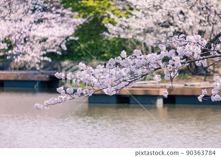 鶴岡八幡宮神社源氏櫻花在池塘 90363784