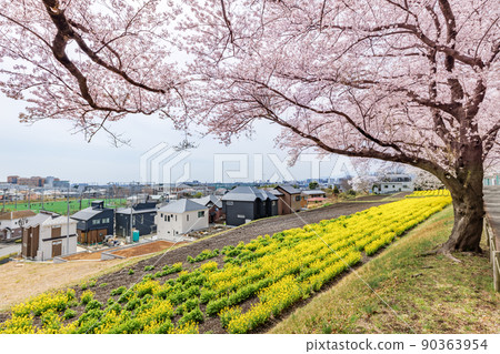 Cherry blossoms in full bloom and rape blossoms 90363954