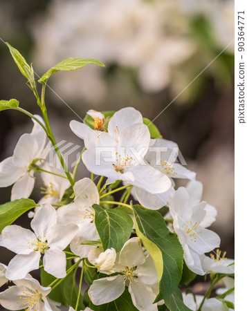 White blossoming apple trees. White apple tree flowers White blossoming apple trees. White apple tree flowers 90364771