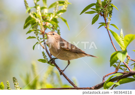 Common chiffchaff, lat. phylloscopus collybita, sitting on branch of bush in spring and looking for food 90364818