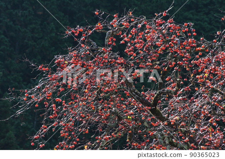 Black persimmon Black persimmon 90365023