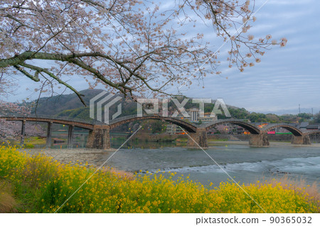 Kintaikyo Bridge, Yamaguchi Prefecture, Sakura and Rape blossoms 90365032