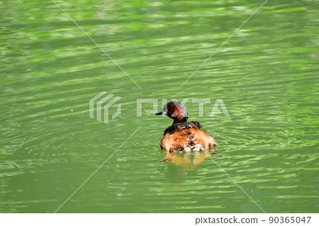 Inokashira Park Little Grebe 90365047