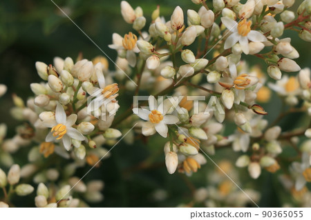 Nanten flowers 90365055