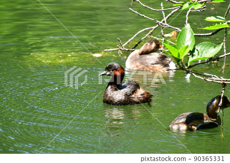 井之頭公園 Little Grebe 親子 井之頭公園 Little Grebe 親子 90365331